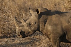 White Rhinoceros royalty free stock images