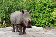 White rhinoceros stock image