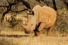 White rhinoceros in natural habitat Stock Photos White rhinoceros in natural habitat Stock Photos
