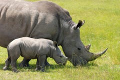 White Rhinoceros With 5 Weeks Calf Royalty Free Stock Images