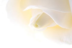 White Rose Royalty Free Stock Images
