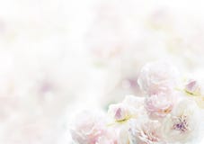 White rose, beautiful flower background