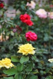 White rose Bud on a Bush stock photography White rose Bud on a Bush stock photography