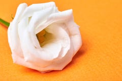 White rose flower close-up on a orange background. Floral design