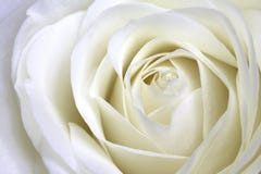 White rose royalty free stock photo White rose royalty free stock photo