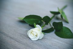 White rose on the table, cream rose, vignette royalty free stock images White rose on the table, cream rose, vignette royalty free stock images
