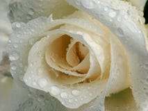 White Rose With Dew Stock Photos