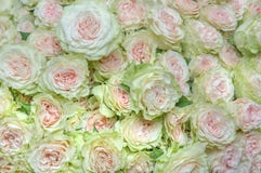 White roses background stock image White roses background stock image