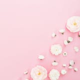 White Roses Flowers Arrangement On Pink Background. Flat Lay, Top View. Floral Background. Royalty Free Stock Photography White Roses Flowers Arrangement On Pink Background. Flat Lay, Top View. Floral Background. Royalty Free Stock Photography