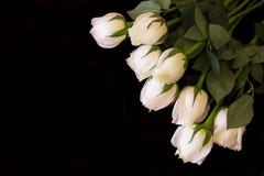WHITE ROSES Stock Image WHITE ROSES Stock Image