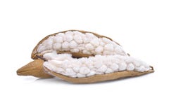 White silk cottonBombax ceiba isolated on white stock image White silk cottonBombax ceiba isolated on white stock image