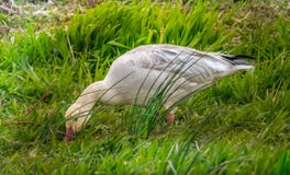 Lustrous Snow Goose stock photo Lustrous Snow Goose stock photo