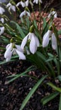White snowdrop bloomed royalty free stock images White snowdrop bloomed royalty free stock images