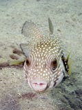 White Spotted Puffer Fish Royalty Free Stock Image