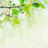 White Spring Flowers On A Tree Branch Stock Image