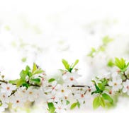 White Spring Flowers On A Tree Branch Stock Photos