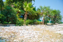 White stones near palm trees, rocky beach royalty free stock photo White stones near palm trees, rocky beach royalty free stock photo