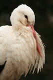 White Stork stock photo