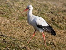White Stork royalty free stock photo
