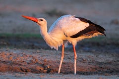 White stork stock images