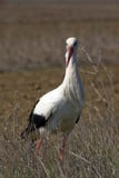 White Stork royalty free stock photos