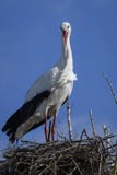 A white stork standing in its nest stock images A white stork standing in its nest stock images