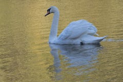 White swan in golden light at Southampton Common stock images White swan in golden light at Southampton Common stock images