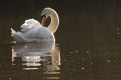 A white swan preening on the Ornamental Pond on Southampton Common royalty free stock images A white swan preening on the Ornamental Pond on Southampton Common royalty free stock images