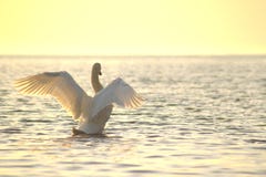 White Swan Spread Its Wings. Shot At Sunset On The Sea Wave Stock Photography