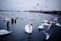 White swan among various bird species, floating on the cold black sea, during in the winter. royalty free stock image White swan among various bird species, floating on the cold black sea, during in the winter. royalty free stock image