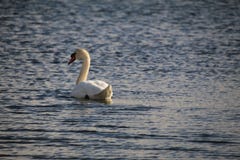 Swans are waiting for spring on the lake stock photos Swans are waiting for spring on the lake stock photos