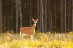 White-tailed Deer Royalty Free Stock Image White-tailed Deer Royalty Free Stock Image