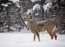White-tailed Deer Buck Royalty Free Stock Photo White-tailed Deer Buck Royalty Free Stock Photo
