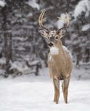 White-tailed deer buck royalty free stock image White-tailed deer buck royalty free stock image