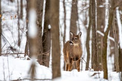 White-tailed deer (Odocoileus virginianus) standing with mouth open in a Wisconsin forest. Horizontal