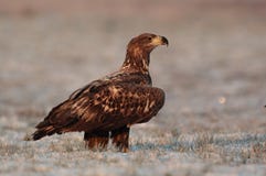 White tailed eagle. Stock Photography White tailed eagle. Stock Photography