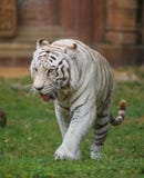 White Tiger Royalty Free Stock Photo