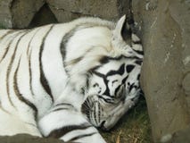 White Tiger Sleeping Stock Images