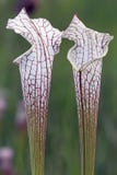 White-top Pitcher plants at the Splinter Hill Bog Preserve in Baldwin County, Alabama stock photography White-top Pitcher plants at the Splinter Hill Bog Preserve in Baldwin County, Alabama stock photography