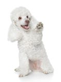White Toy Poodle gives that a paw