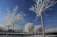 White Trees With A Blue Sky Stock Images