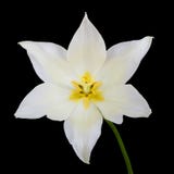 White tulip stock image White tulip stock image
