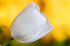 White tulip over yellow background close up