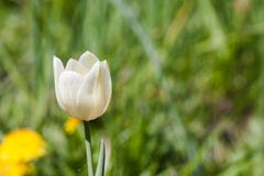 White tulip in a spring garden royalty free stock photo White tulip in a spring garden royalty free stock photo
