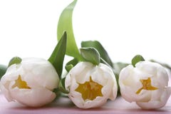 White Tulips Royalty Free Stock Images