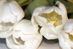 White Tulips Mother S Day Royalty Free Stock Photos White Tulips Mother S Day Royalty Free Stock Photos