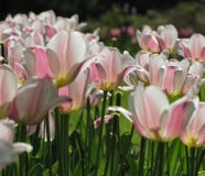 White Tulips with Pink Underbellies from Underneath royalty free stock photos White Tulips with Pink Underbellies from Underneath royalty free stock photos