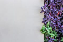 White wall background decorate with Tradescantia spathacea purple color stock photo White wall background decorate with Tradescantia spathacea purple color stock photo