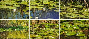 White water lilies in the Romanian Danube Delta.beautiful European white water lilly in Danube Delta, Romania Royalty Free Stock Photography White water lilies in the Romanian Danube Delta.beautiful European white water lilly in Danube Delta, Romania Royalty Free Stock Photography