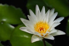 white water lily blooming in the pond green leaf background stock photos white water lily blooming in the pond green leaf background stock photos